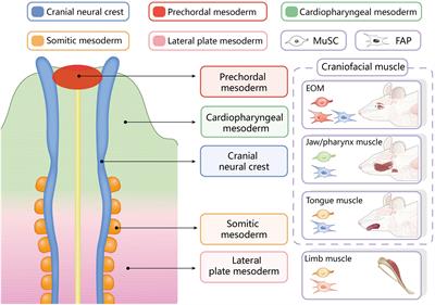 Distinct Embryonic Origin and Injury Response of Resident Stem Cells in Craniofacial Muscles